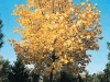 Acer Platanoides 